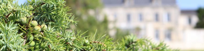 citadelle-gin-recipe